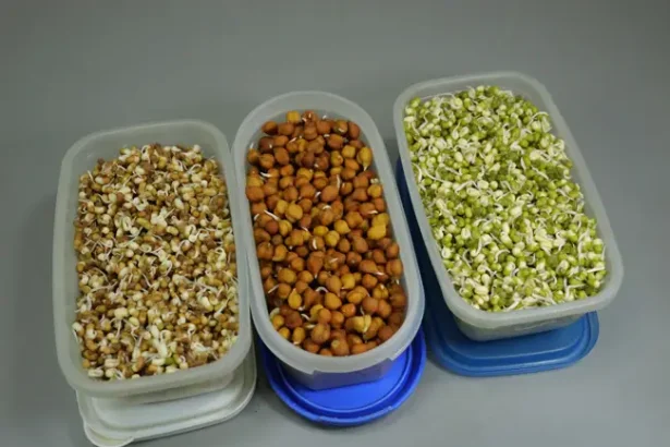 मूंग-चना-मोठ अंकुरित करके स्टोर करें व इससे प्रोटीन सलाद बनायें-टिप्स के साथ How to Sprout beans